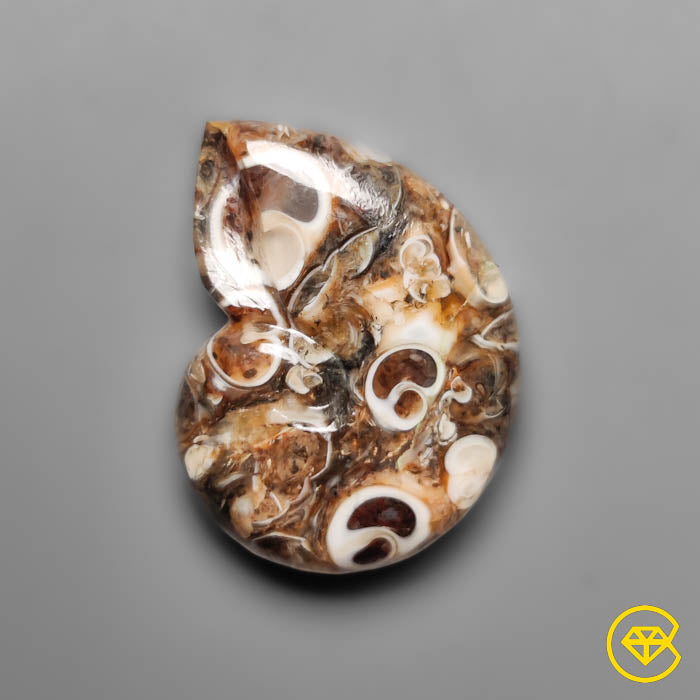 Turritella Jasper