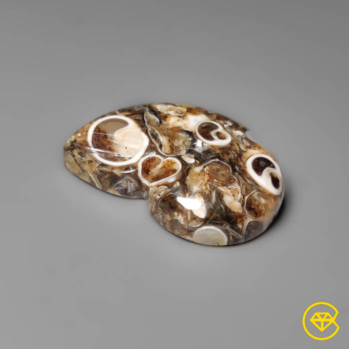 Turritella Jasper