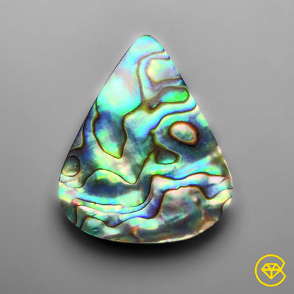 Abalone Shell