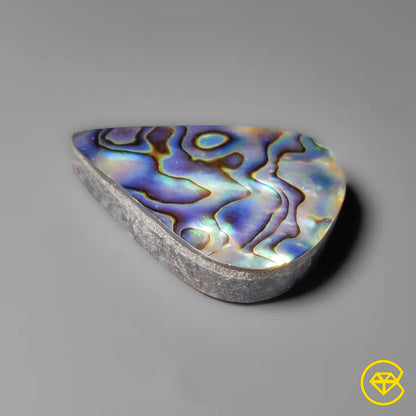 Abalone Shell