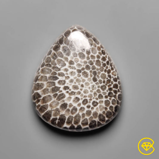 Fossil Coral