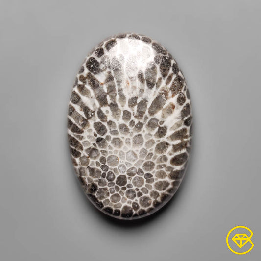 Fossil Coral