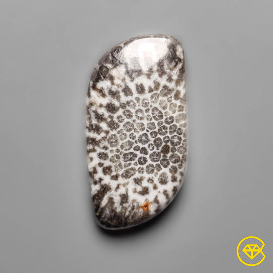 Fossil Coral