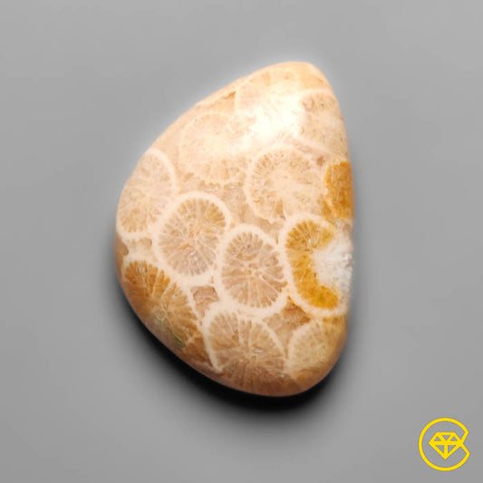 Fossil Coral