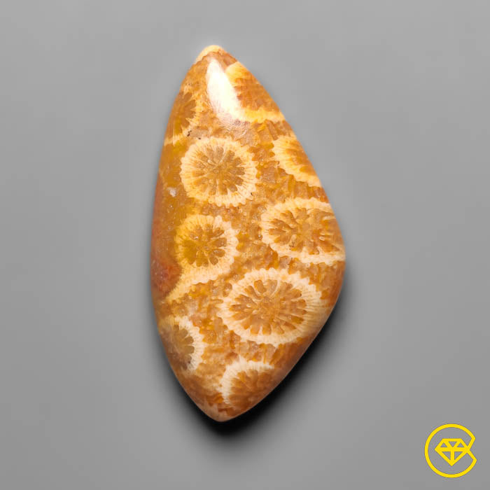 Fossil Coral