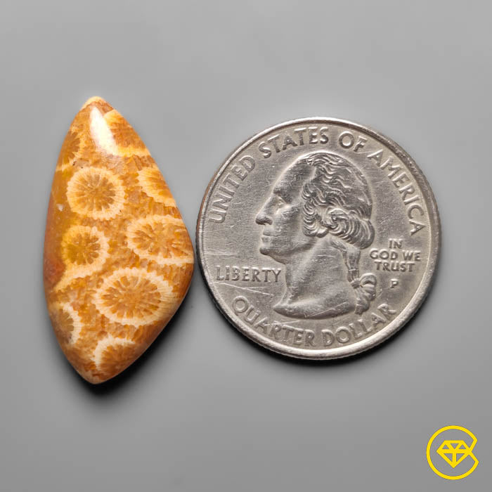 Fossil Coral