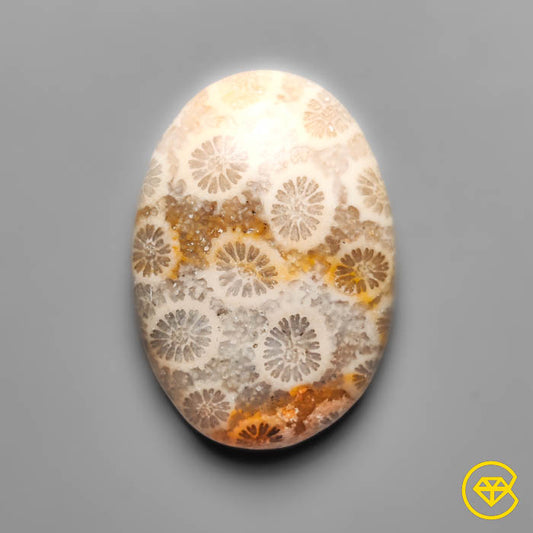 Fossil Coral