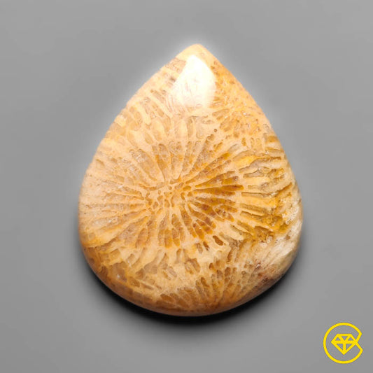 Fossil Coral