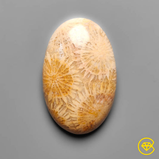 Fossil Coral