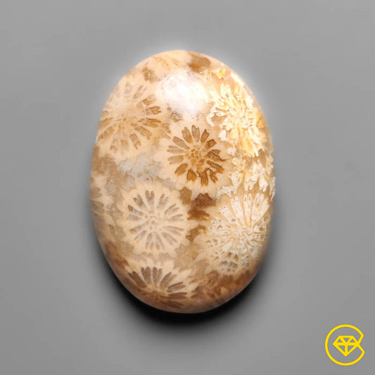 Fossil Coral