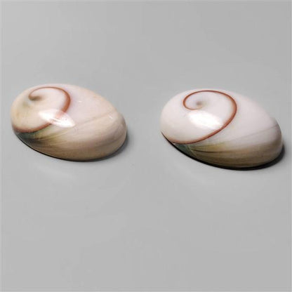 Shell|Shiva Eye Shell