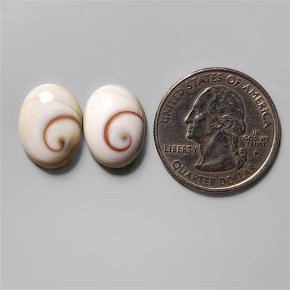 Shell|Shiva Eye Shell