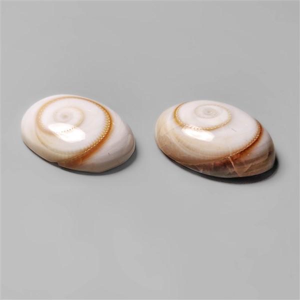 Shell|Shiva Eye Shell