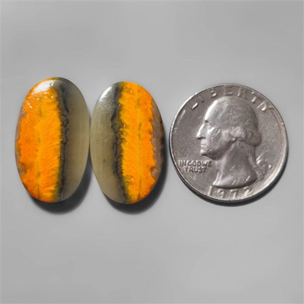 Bumble Bee Jasper