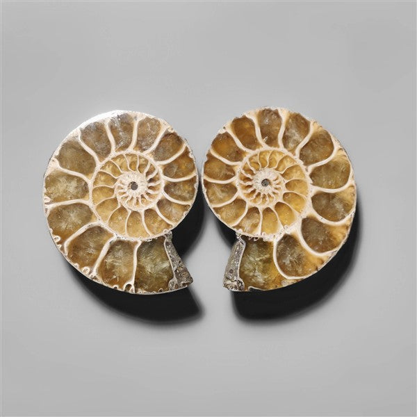 Ammonite