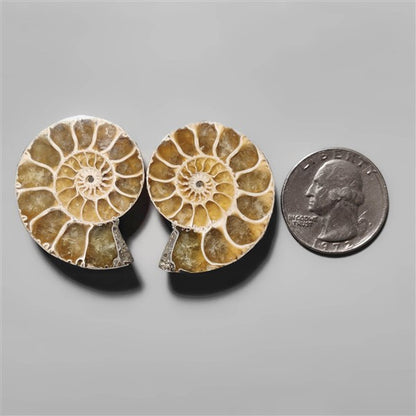 Ammonite